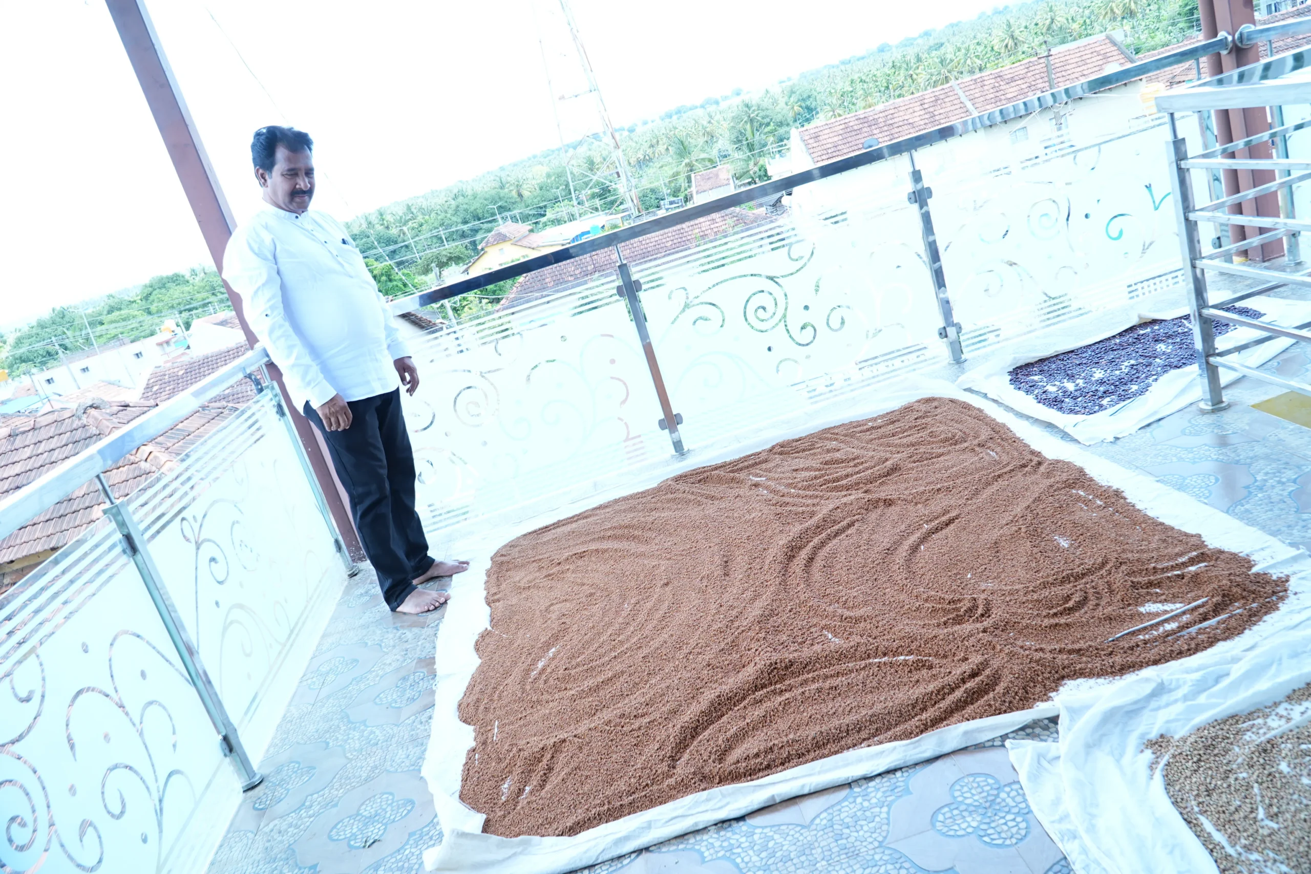 sprouted millet